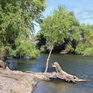Trees along a River with log Digital Backdrop - Photography Background Prop for Children or Adults - Instant Download