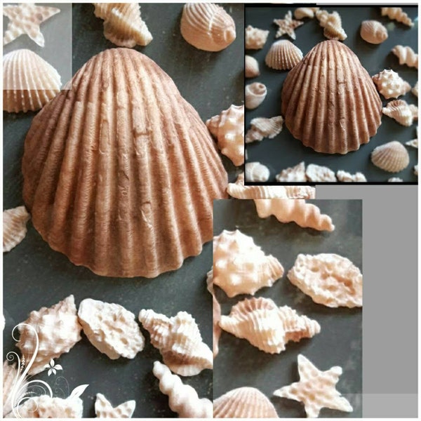 Muscheln- Meer Tortendekoration aus Fondant, Tortendekor, Fondantfiguren, Kuchentopper, Caketopper, Kuchendeko, Tortenaufleger