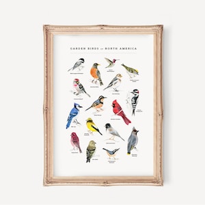 Garden Birds Art Print | Birds of North America, Bird Print, Bird Lover Wall Art, Watercolour Birds, Giclée Print, Backyard Birds