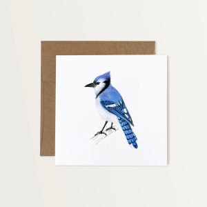 Carte de correspondance Geai bleu
