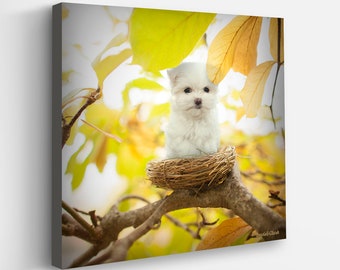 Nesting Bird Dog Canvas Art Print | Maltese Artwork | Dog Lover Home Decor |  Cute Dog in Nature Wall Art
