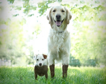 Muddy Paws Dog Art Print | Playful Golden Retriever & Jack Russell