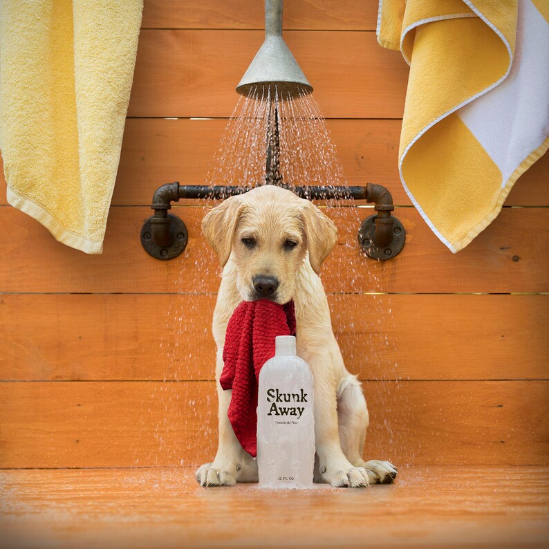 Dirty Dog Bathroom Art Yellow Labrador Bath Print Wall Etsy