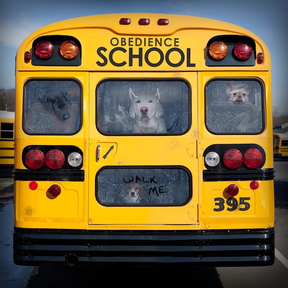 Dogs on School Bus Canvas Print: Whimsical Dog Lover Wall Art
