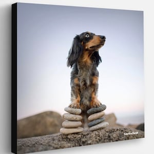 Zen Dog Canvas Art Print - Dachshund Dog on Beach Rocks Artwork - Beach House, Coastal Wall Decor for Dog Lovers