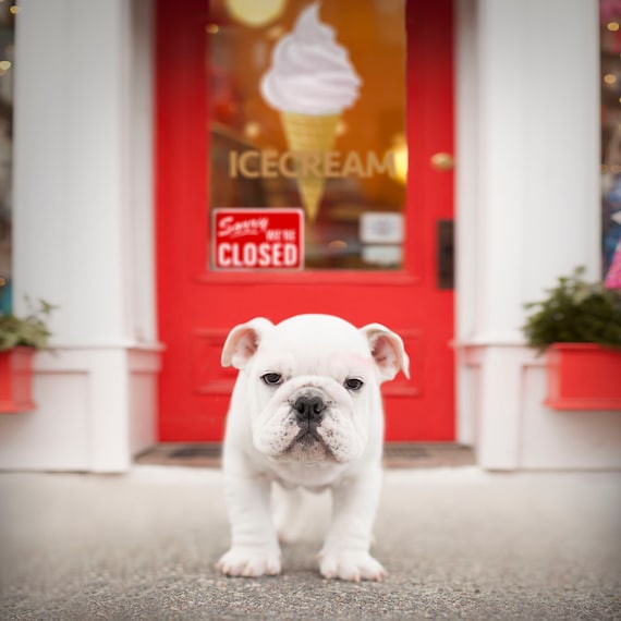 Puppy dog ice cream 2025