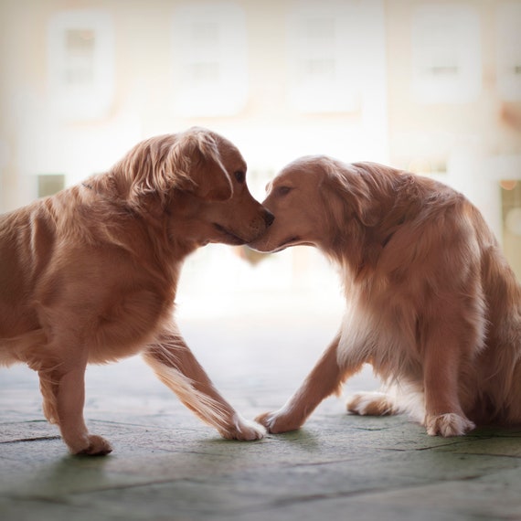 Heart Golden Retriever Lovers Heart Shaped Dog Art Print, Dog