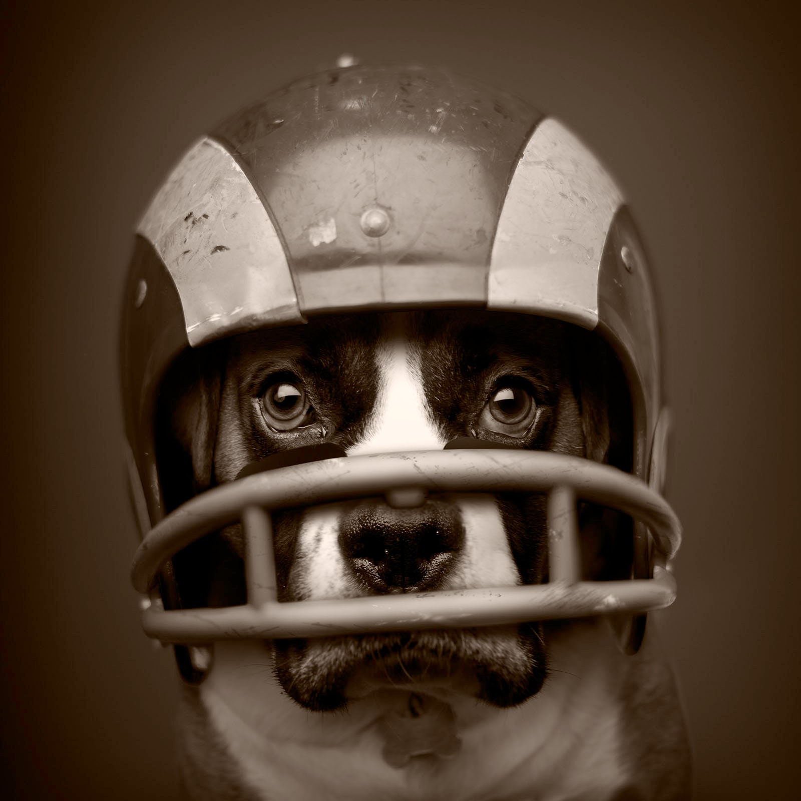 a doe wearing a football helmet Vintage Game Used 1990s Deer Park Deer Texas High School Riddell VSR4 Restoration Center Wall Art is Ready to Hang with Hardware Free Hanging Tony got Devin a $2,000