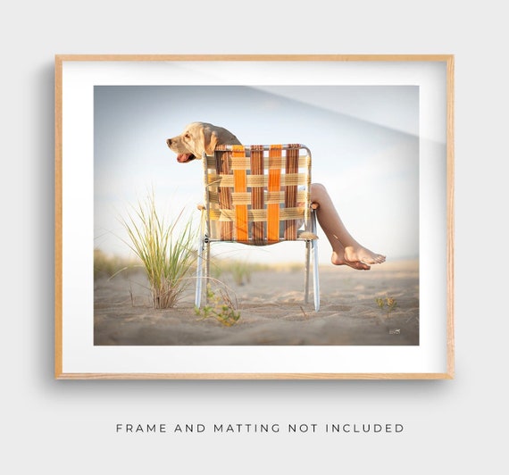 Dog beach chair hotsell