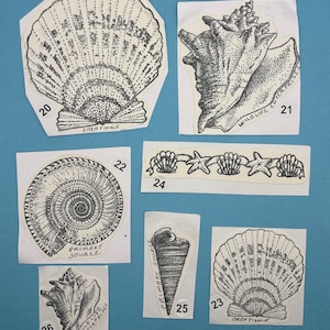 May include: A collection of 10 black and white illustrations of seashells, starfish, and a nautilus. The illustrations are on white paper with black text that includes the words "Primary Source", "Wild Life Enterprises", and "Creations".