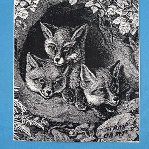 May include: Black and white illustration of three foxes in a den. The foxes are looking out of the den. The illustration is titled "STAMP CAMP".