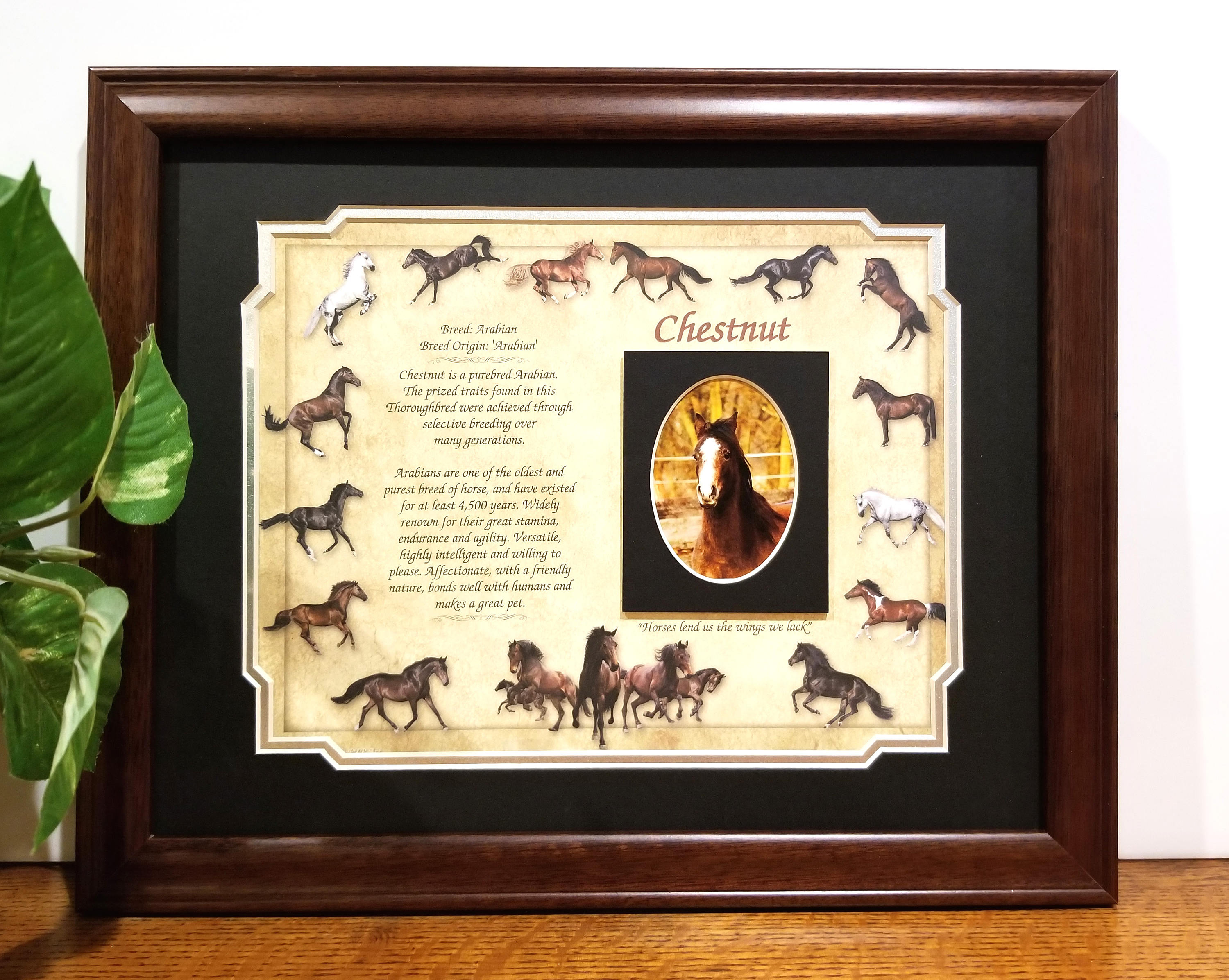 Horse Picture Frame Gift Personalized Horse Breed Description Etsy