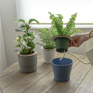 Self Watering Kit for Indoor Plants, Kitchen Herbs and Window Garden