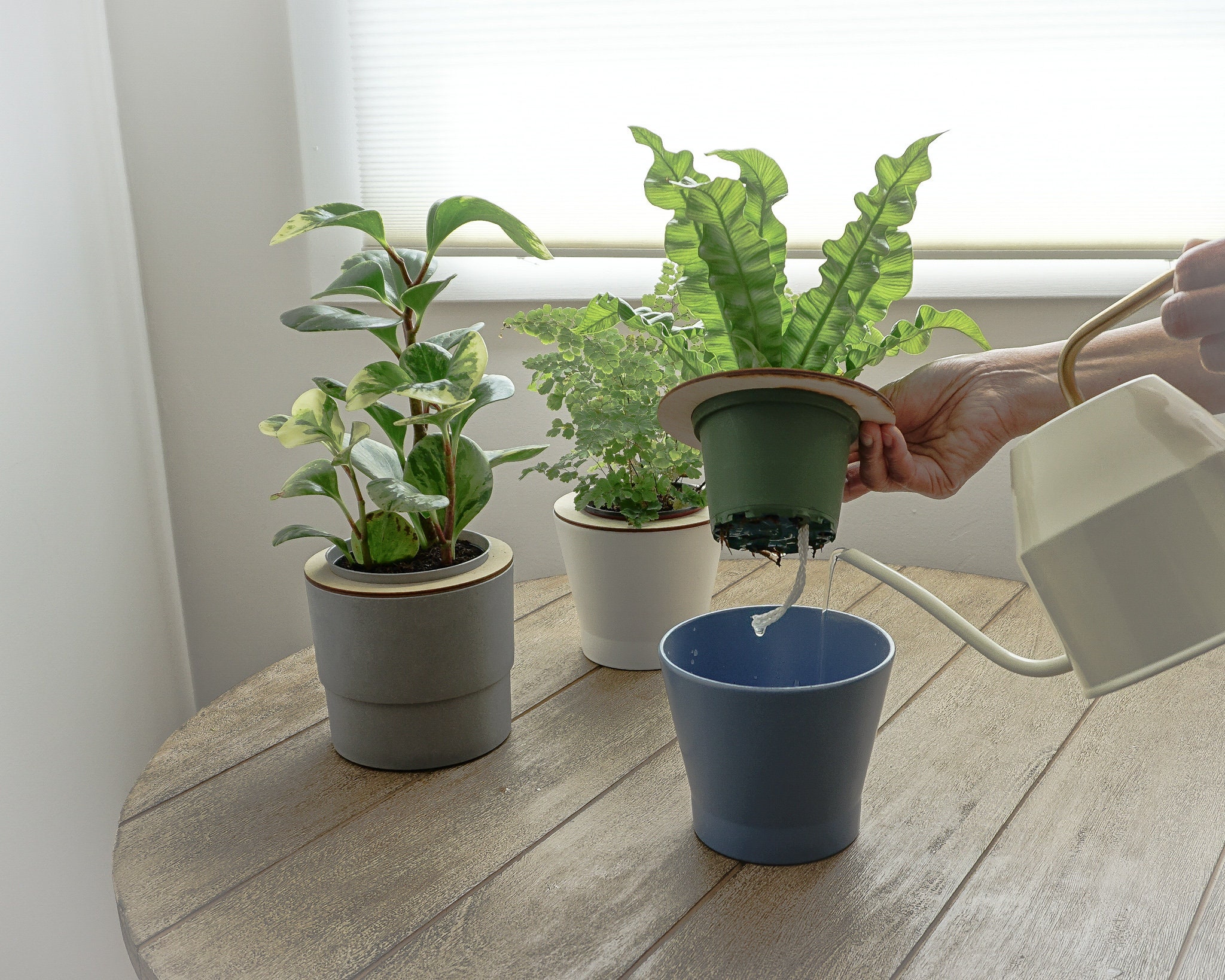 How to Water Your Indoor Herbs Using a Wick