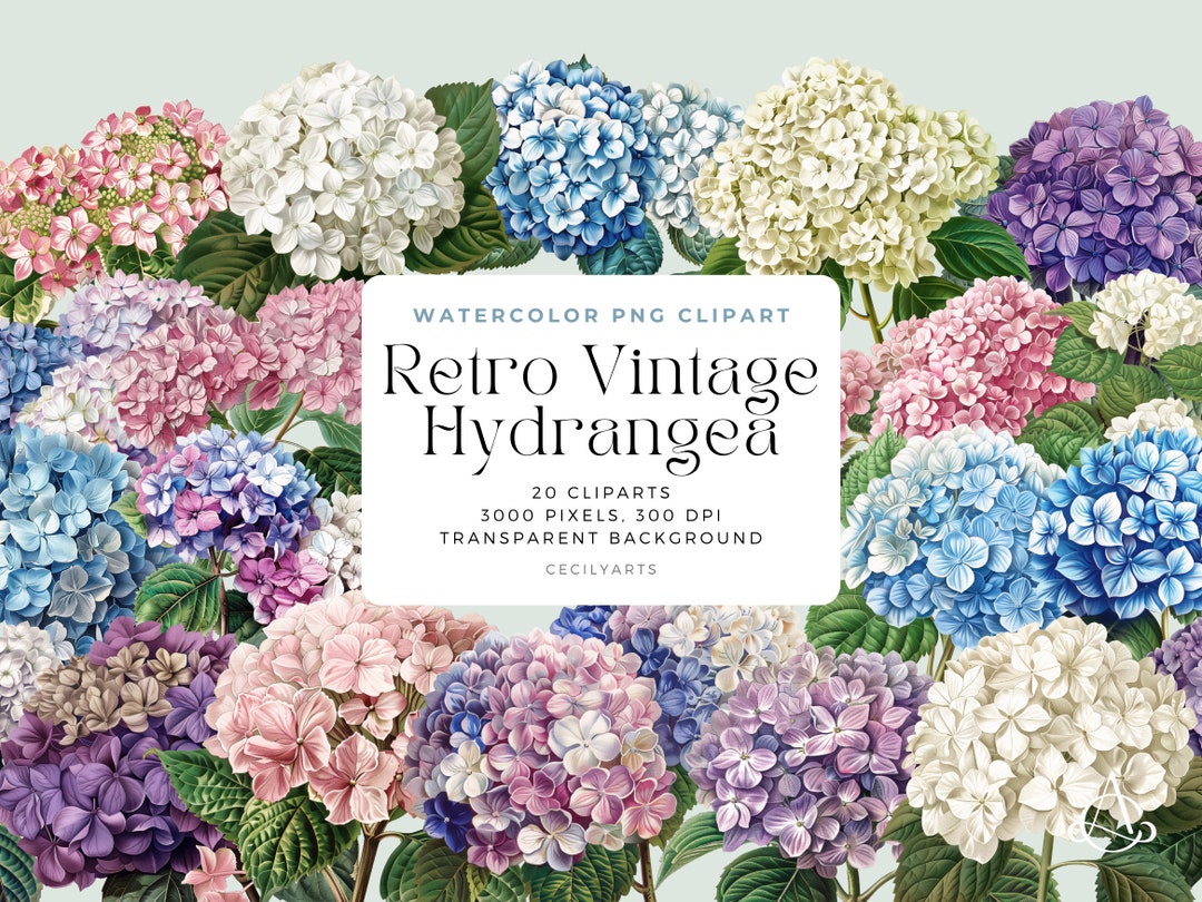 Retro Vintage Hydrangea Flowers PNG, Watercolor Floral Clipart Bouquets ...