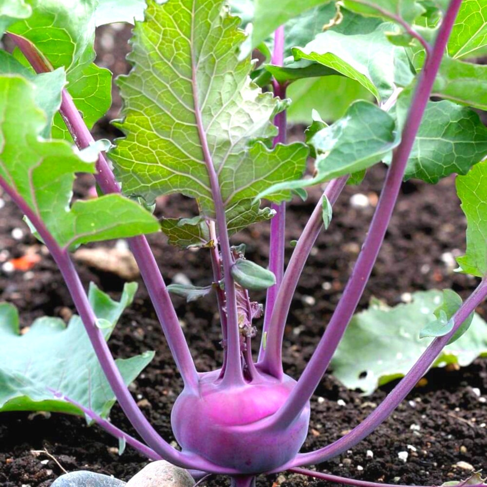 PURPLE VIENNA KOHLRABI Brassica Oleracea Organic Vegetable Garden Seeds 500