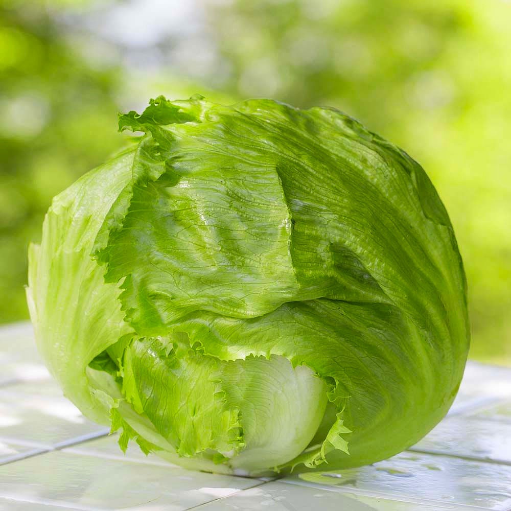 Crisphead Eisbergsalat 500 Samen Crisphead Eisbergsalat 500 Samen
