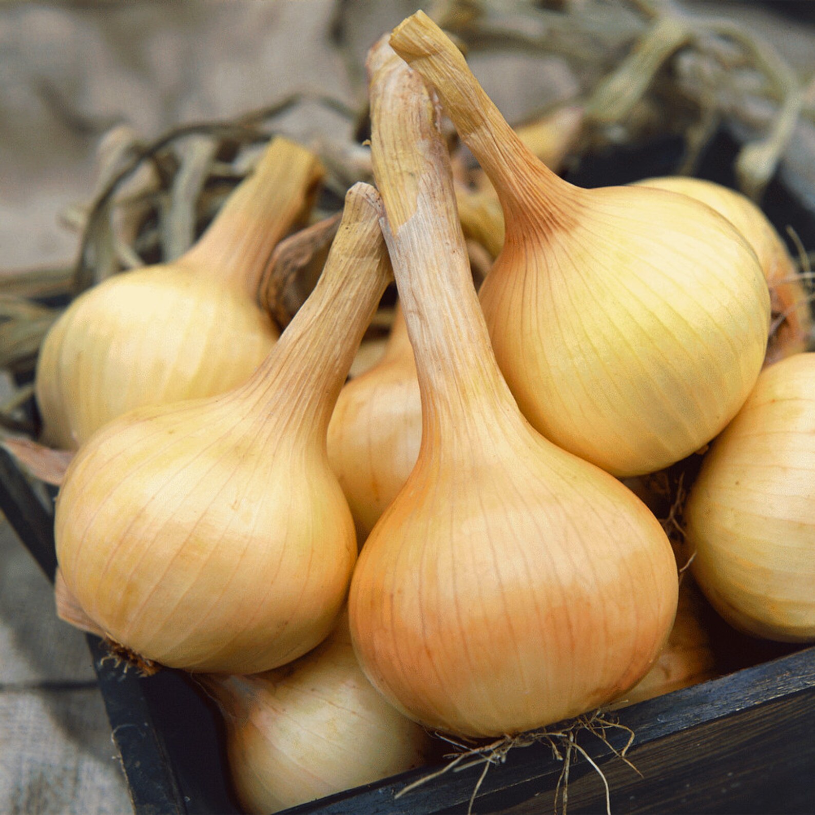 250 Walla Walla Sweet Onion Seeds Heirloom NONGMO Open Etsy