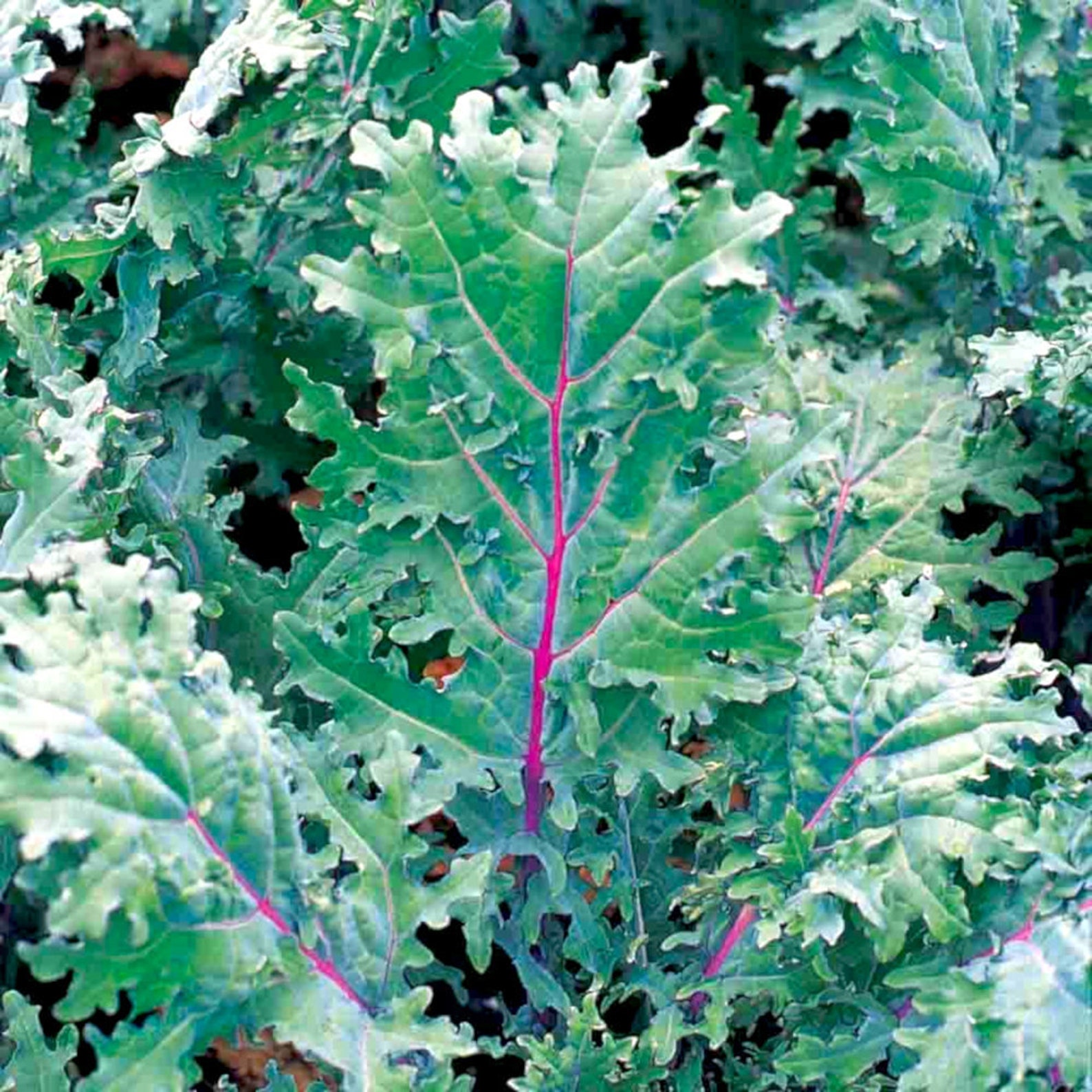 red russian kale seedlings red russian kale seedlings