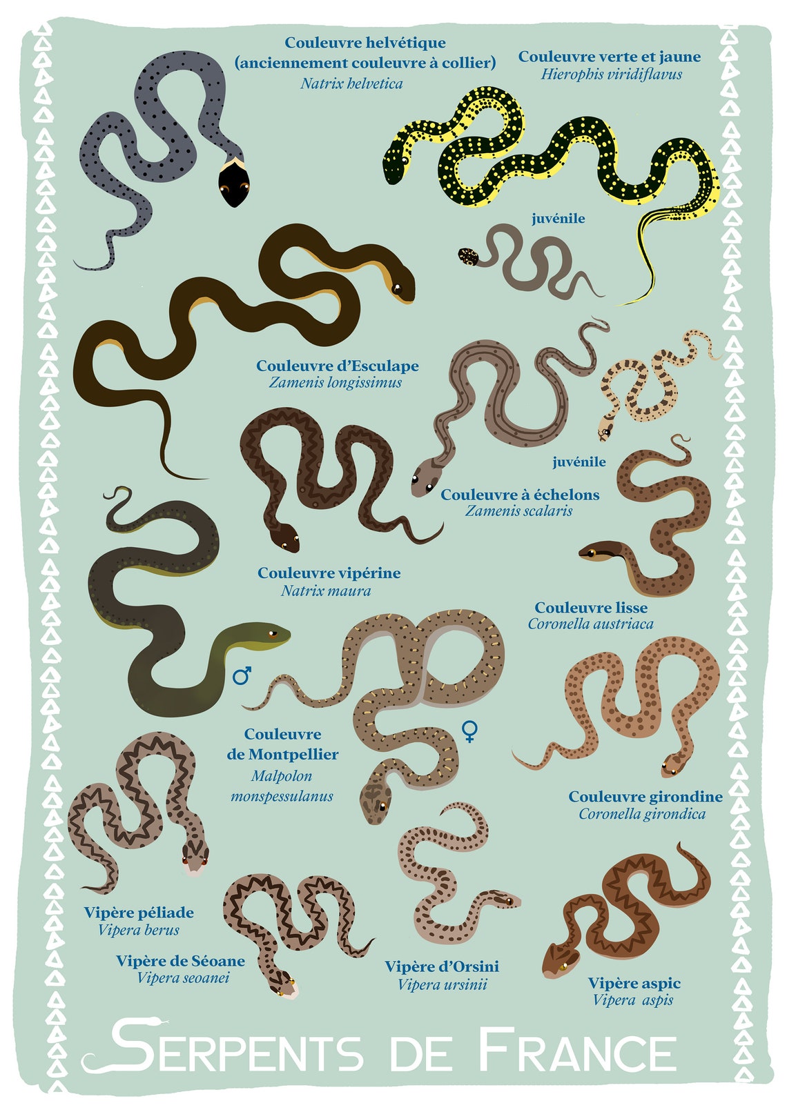 Buy Snakes of France A4 Online in India Etsy