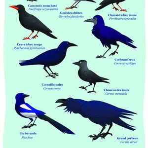 Könnte beinhalten: Eine Illustration von 10 verschiedenen Vogelarten, die in Frankreich vorkommen. Die Vögel sind alle in einem realistischen Stil dargestellt, mit ihren wissenschaftlichen Namen und ihren gebräuchlichen Namen unter jedem Vogel. Die Vögel sitzen alle auf Ästen oder sind im Flug. Die Illustration ist vor einem hellblauen Hintergrund angeordnet.