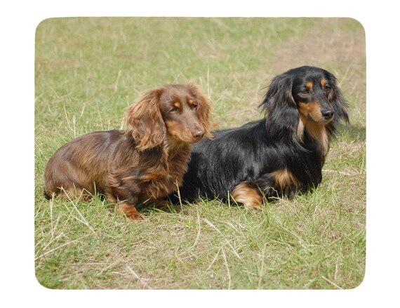 Dachshund Long Haired Cream Black And Tan Chocolate Soft Etsy