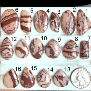 Può includere: Una collezione di pietre preziose lucide di varie forme, tra cui ovali e gocce. Le pietre presentano un motivo a strisce crema e marrone. Un quarto di dollaro USA è incluso per riferimento.