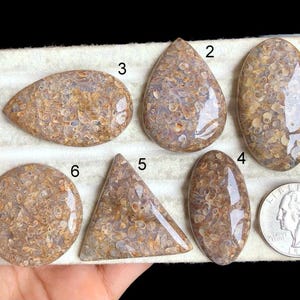 GESELECTEERDE turtella jaspis cabochon, jaspis sieraden, jaspis kristal, jaspis schoonheid, handgemaakte jaspis, draadgewikkeld, ambachtelijke ontwerpen LOT-H4