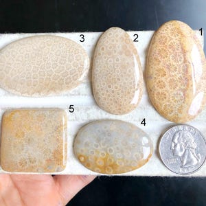 Cabujón de coral fósil seleccionado, excelente piedra preciosa de coral fósil para anillos, colgantes y joyería. Regalo especial para Eid, lote K3.