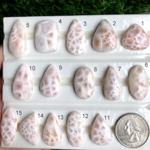 Può includere: Una collezione di quindici pietre preziose cabochon lucidate, a forma di pera, ovale e rettangolare con un motivo marmorizzato bianco e marrone chiaro, disposte su un vassoio bianco con etichette numerate da 1 a 15 e una moneta come scala.