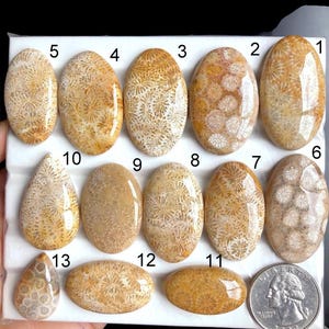 Può includere: Una collezione di tredici cabochon di corallo fossile lucidati di varie forme e dimensioni, con una moneta come scala. I cabochon presentano motivi dettagliati in tonalità beige, marrone e marrone, mettendo in risalto la bellezza naturale dei fossili.