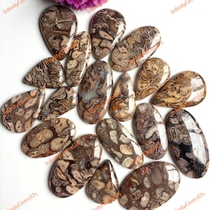 Lotto all'ingrosso di cabochon fossile di arachidi di alta qualità, forme e dimensioni miste, bellissimo cabochon fossile di arachidi naturale per gioielli e artigianato