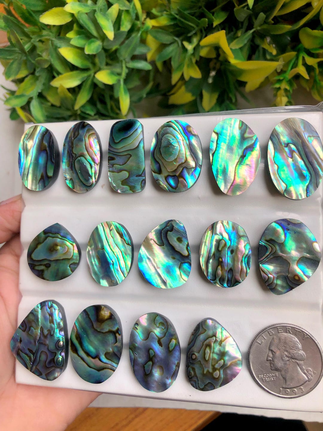 Top Grade Quality Abalone Shell Cabochon, Gorgeous Natural Rainbow ...