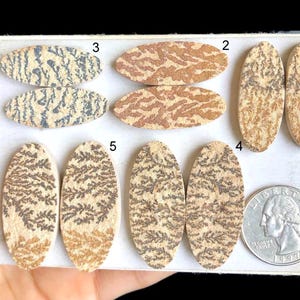 Paire de cabochons de boucles d'oreilles en dendrite fossile, vous pouvez obtenir toutes les pierres que vous aimez dans ce plateau si elles sont disponibles, designs incroyables LOT-i6