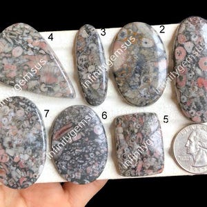 Cabujón fósil de criniodo seleccionado, hermosa piedra preciosa fósil de criniodo para joyería BOHO, cabujón pulido a mano, joyería suelta, artículo de regalo LOTE-A1