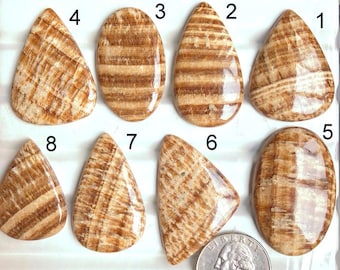 Puede incluir: Ocho piedras pulidas, marrones y beige, con vetas, de varias formas, incluyendo lágrimas y óvalos. Se incluye una moneda como referencia de tamaño. Las piedras tienen un aspecto natural y terroso, con patrones y texturas únicos.
