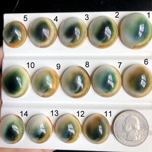 Australisk ögonskal-cabochon, naturlig halvädelsten för smyckestillverkning, ögonskal-kraftkristallhänge smycken 1137