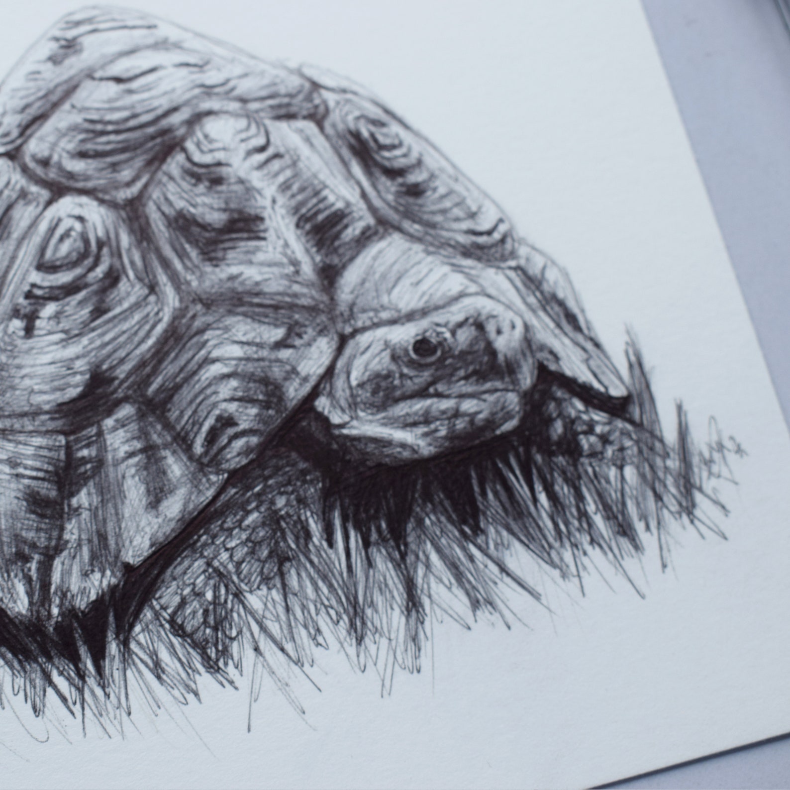 14.8x14.8cm Pen Tortoise Drawing/Artwork Original | Etsy
