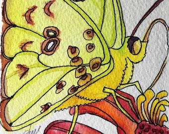 May include: A watercolor painting of a yellow butterfly with brown markings on its wings. The butterfly is perched on a red flower with a brown center.