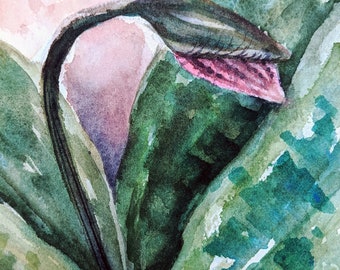 Original Watercolor Painting: Lady Slipper Orchid