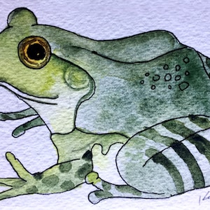 Original Watercolor Painting: American Bullfrog Nature Painting