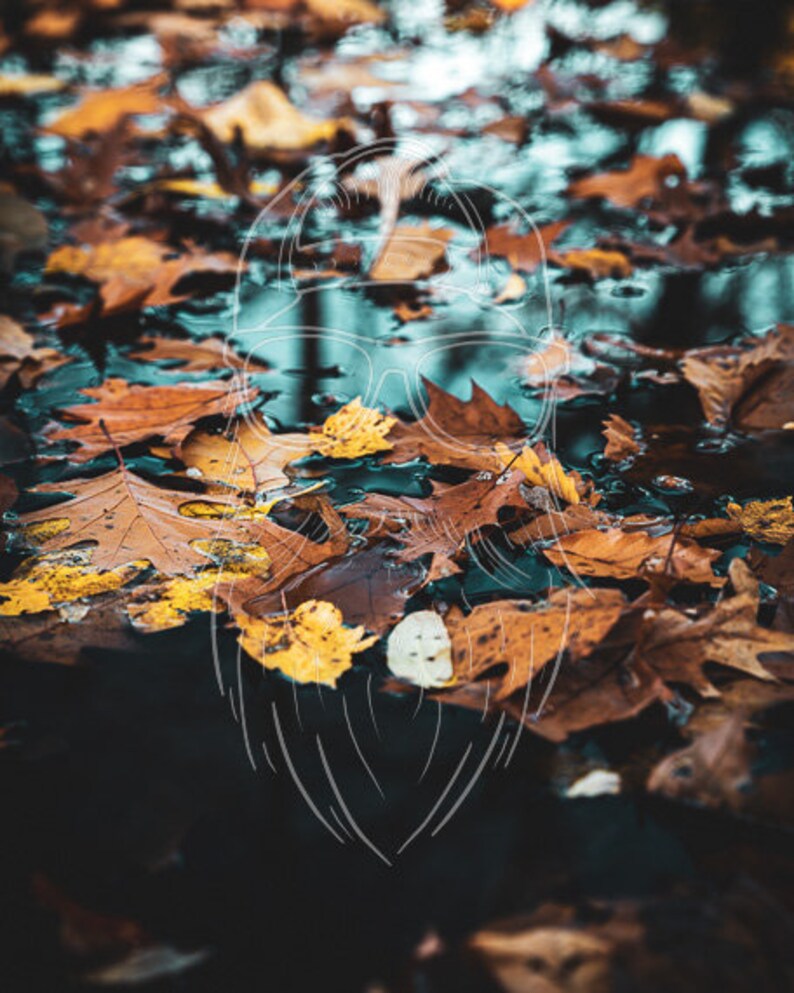 May include: A close-up of fallen autumn leaves in a puddle of water. The leaves are various shades of brown, yellow, and orange. The water reflects the colours of the leaves, creating a beautiful and abstract pattern.