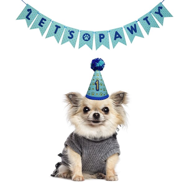 small dog birthday hat