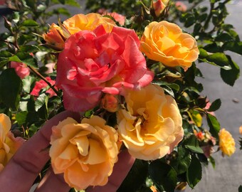 Orange Apricot Roses Climbing Roses