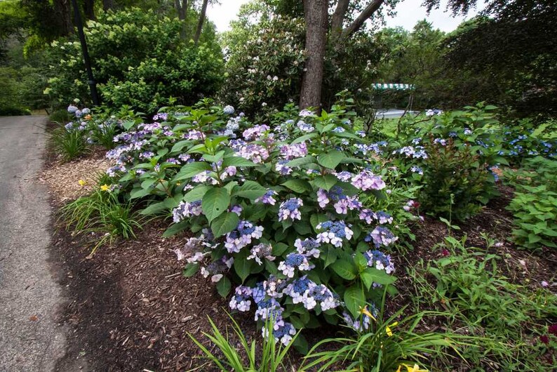 Twist-n-Shout\u00ae Endless Summer Hydrangea 3 Gallon