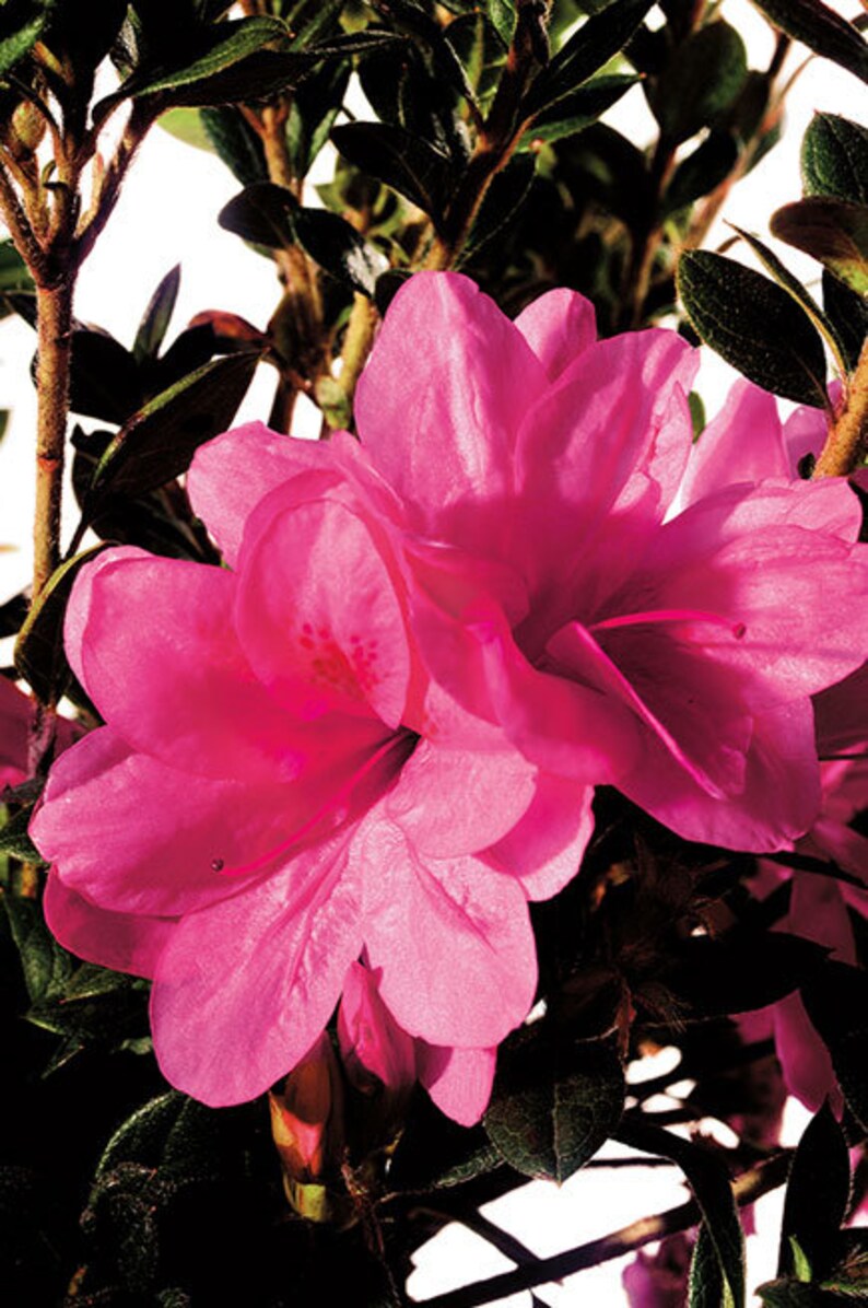 Autumn Empress™ Encore® Azalea 3 Gallon Plant Etsy