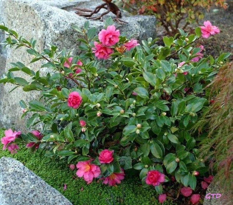 камелия древовидная садовая. камелия сетчатая (camellia reticulate). камелия вечнозеленая. камелия садовая кустовая. Camellia sasanqua камелия эвгенольная.