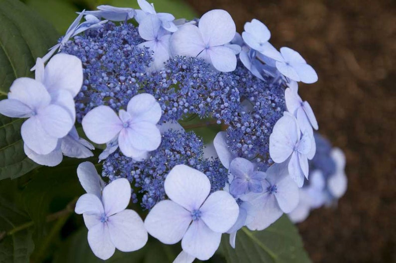 Twist-n-Shout\u00ae Endless Summer Hydrangea 3 Gallon