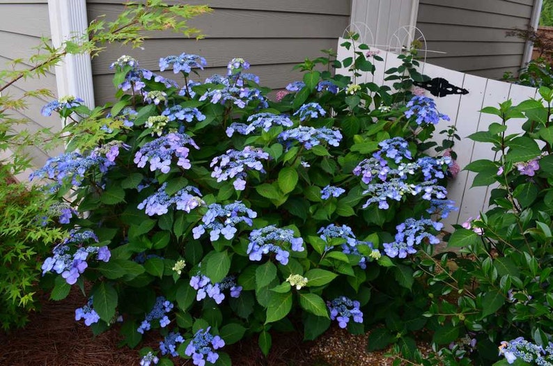 Twist-n-Shout\u00ae Endless Summer Hydrangea 3 Gallon