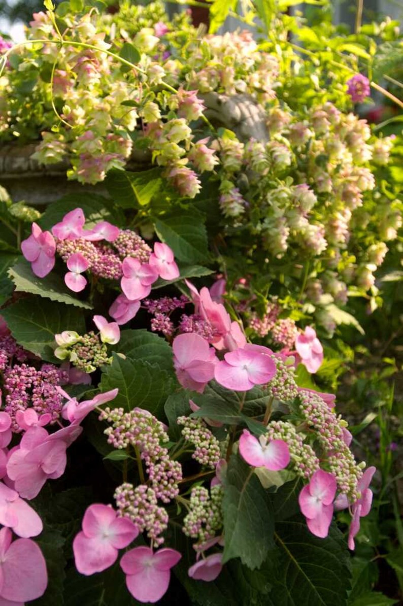 Twist-n-Shout\u00ae Endless Summer Hydrangea 3 Gallon